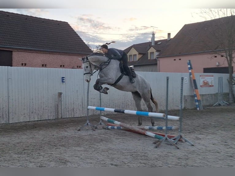 Zangersheide Caballo castrado 4 años 169 cm Tordo picazo in Sulzbach-Rosenberg