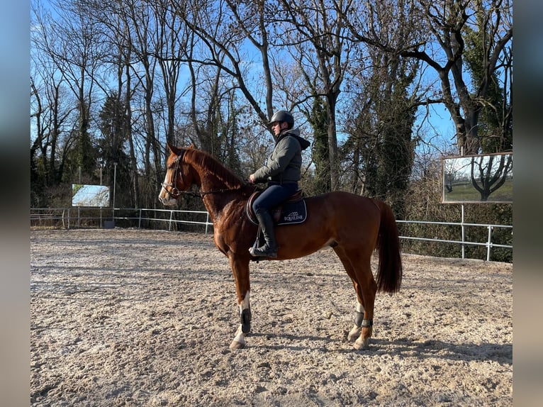 Zangersheide Caballo castrado 4 años 170 cm Alazán in Roßleben-Wiehe