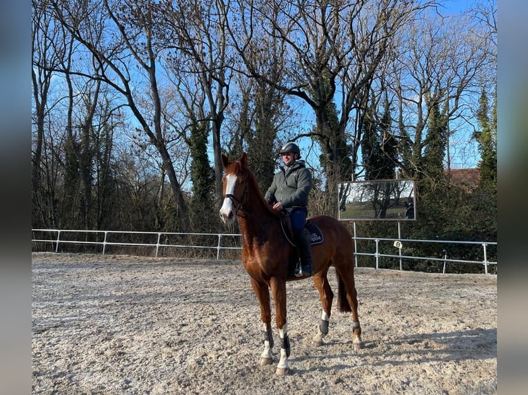 Zangersheide Caballo castrado 4 años 170 cm Alazán in Roßleben-Wiehe