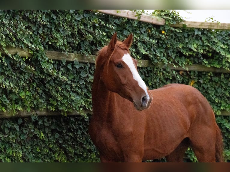 Zangersheide Caballo castrado 4 años 170 cm Alazán in Waddinxveen Zangersheide Caballo castrado 4 años 170 cm Alazán in Waddinxveen