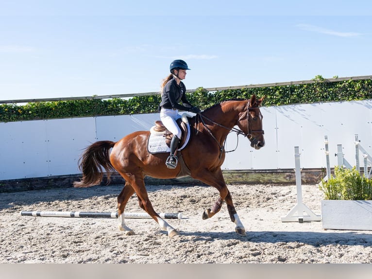 Zangersheide Caballo castrado 4 años 170 cm Alazán in Waddinxveen