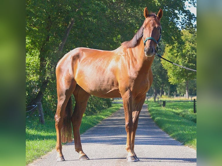 Zangersheide Caballo castrado 4 años 170 cm Alazán-tostado in Rossum