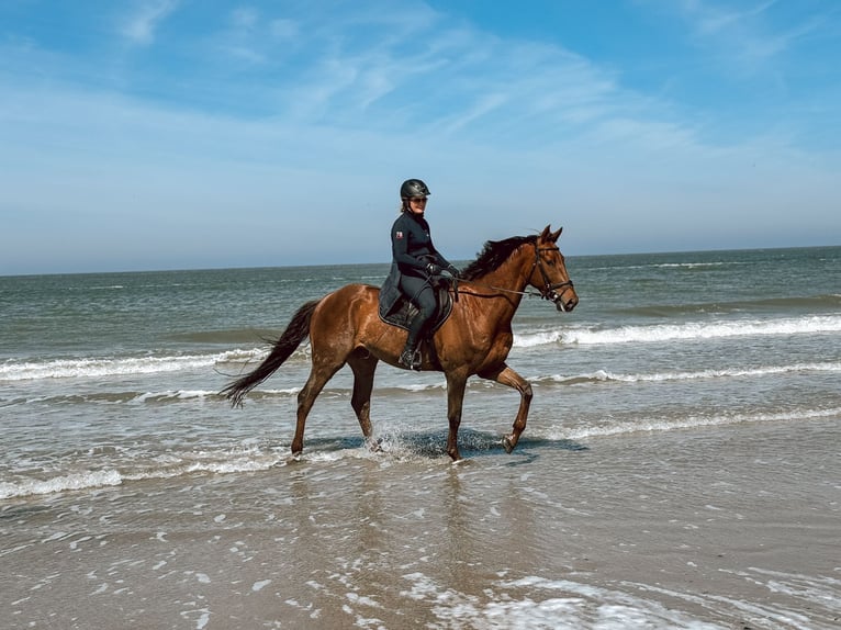 Zangersheide Caballo castrado 4 años 170 cm Alazán-tostado in Rossum