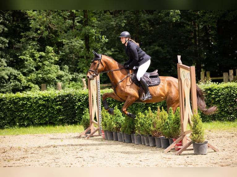 Zangersheide Caballo castrado 4 años 170 cm Alazán-tostado in Rossum