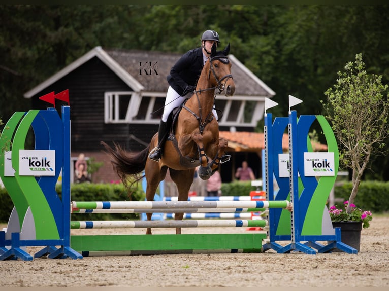 Zangersheide Caballo castrado 4 años 170 cm Alazán-tostado in Rossum