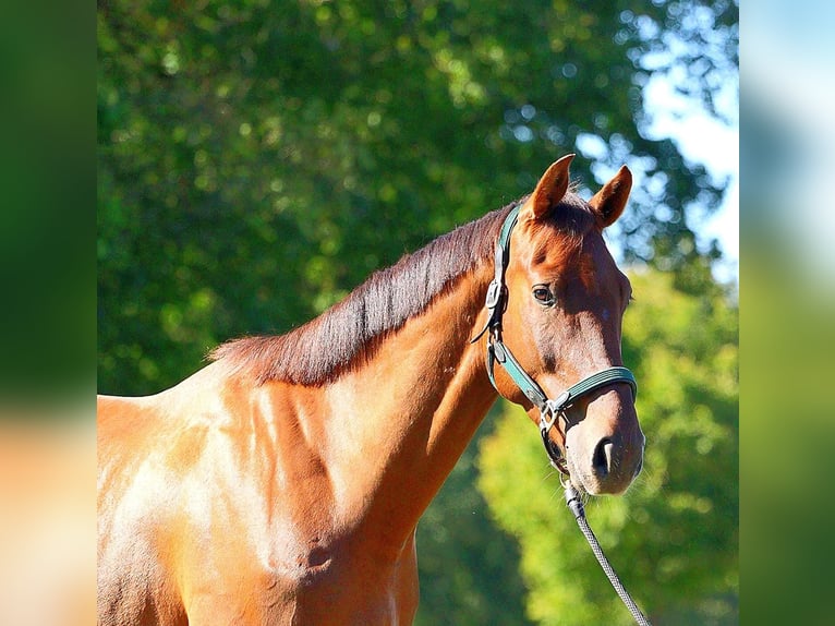 Zangersheide Caballo castrado 4 años 170 cm Alazán-tostado in Rossum