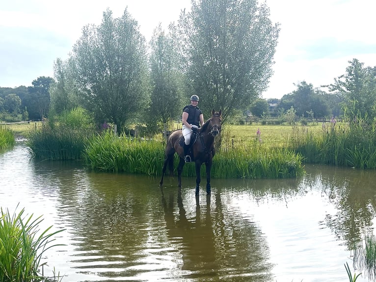 Zangersheide Caballo castrado 4 años 170 cm Alazán-tostado in Rossum