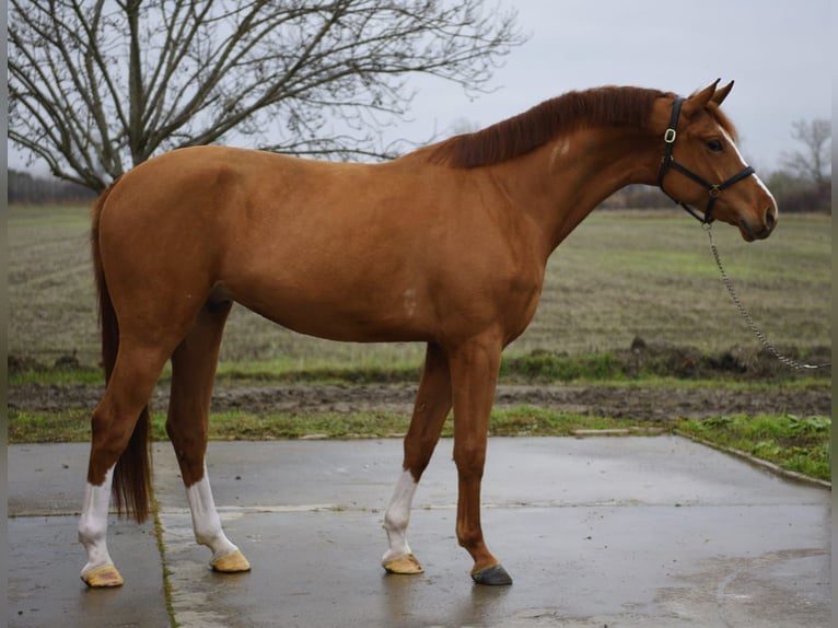 Zangersheide Caballo castrado 4 años 170 cm in Hódmezővásárhely