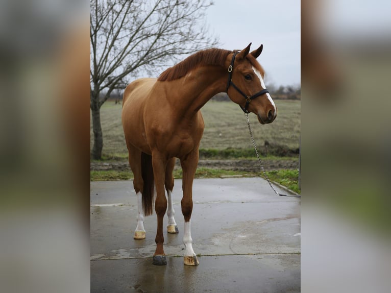 Zangersheide Caballo castrado 4 años 170 cm in Hódmezővásárhely
