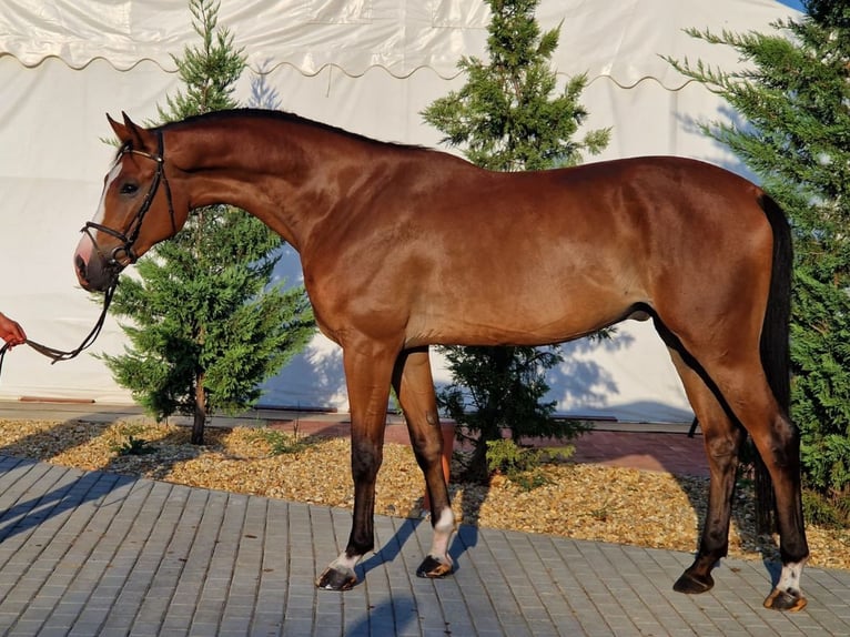 Zangersheide Caballo castrado 4 años 170 cm Castaño in Borstorf