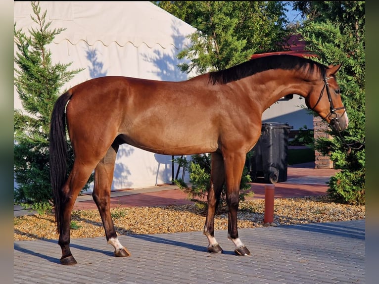 Zangersheide Caballo castrado 4 años 170 cm Castaño in Borstorf