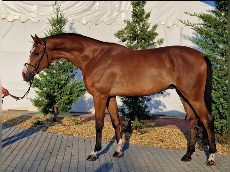 Zangersheide Caballo castrado 4 años 170 cm Castaño in Halberain