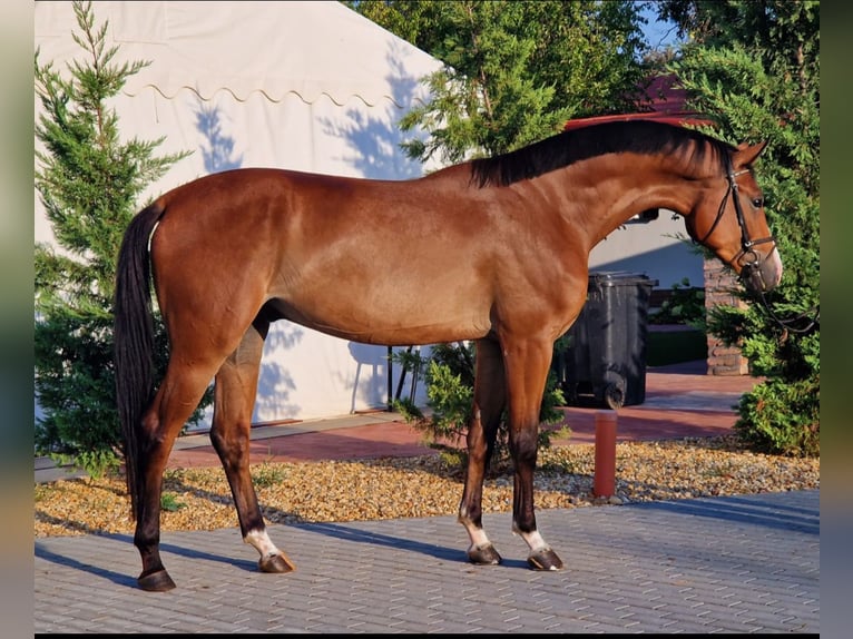 Zangersheide Caballo castrado 4 años 170 cm Castaño in Halberain