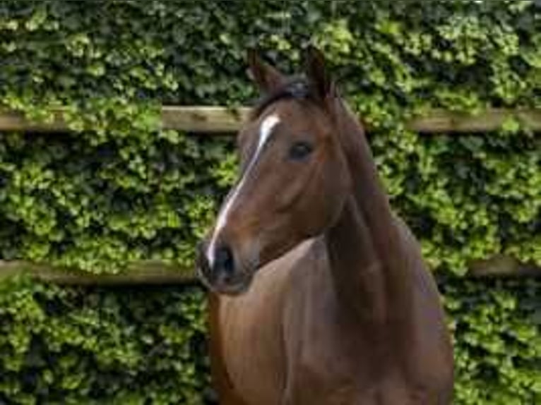 Zangersheide Caballo castrado 4 años 170 cm Castaño in Waddinxveen