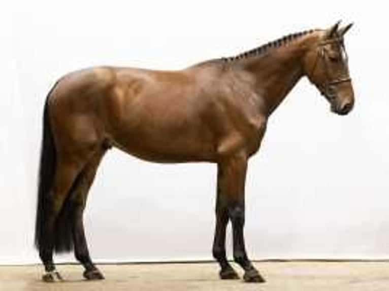 Zangersheide Caballo castrado 4 años 170 cm Castaño in Waddinxveen