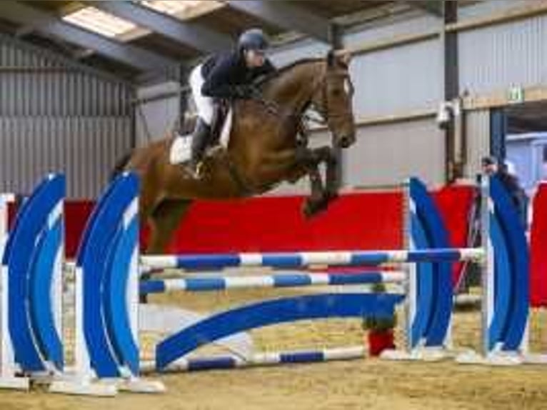 Zangersheide Caballo castrado 4 años 170 cm Castaño in Waddinxveen