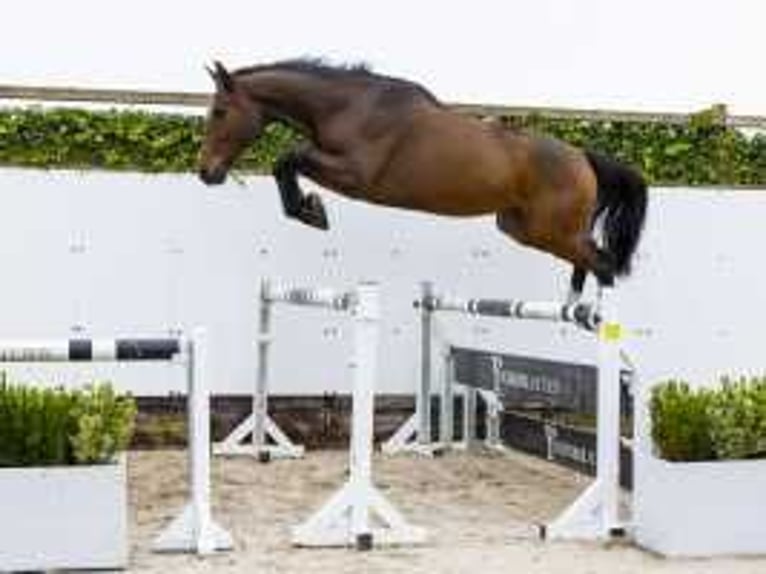 Zangersheide Caballo castrado 4 años 170 cm Castaño in Waddinxveen