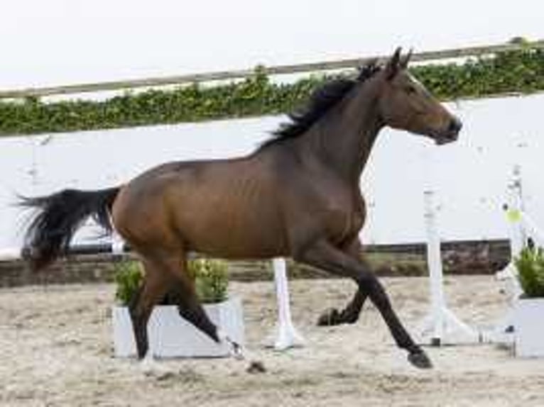 Zangersheide Caballo castrado 4 años 170 cm Castaño in Waddinxveen