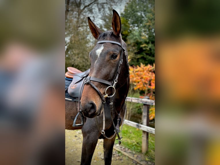 Zangersheide Caballo castrado 4 años 170 cm Castaño oscuro in Limburg an der Lahn