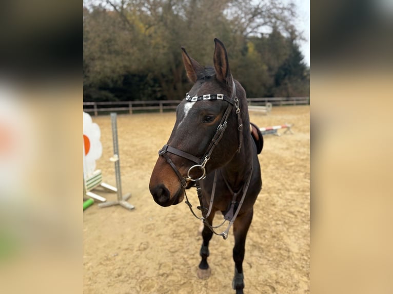 Zangersheide Caballo castrado 4 años 170 cm Castaño oscuro in Limburg an der Lahn