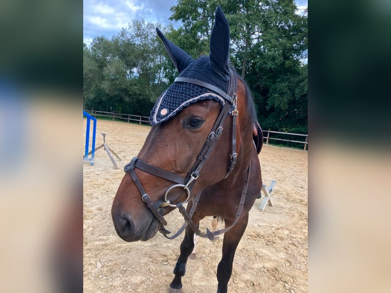 Zangersheide Caballo castrado 4 años 170 cm Castaño oscuro in Limburg an der Lahn