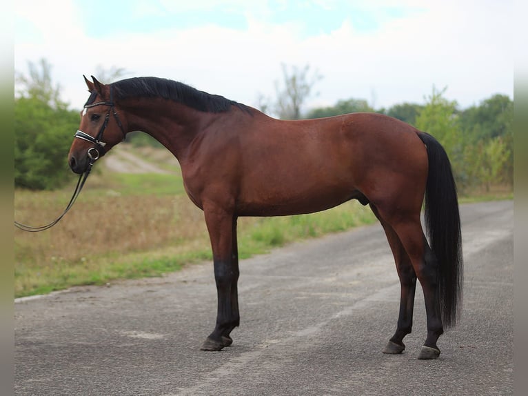 Zangersheide Caballo castrado 4 años 170 cm Castaño rojizo in Bekesszentandras