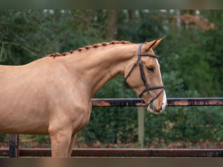 Zangersheide Caballo castrado 4 años 171 cm  in GROTE-BROGEL