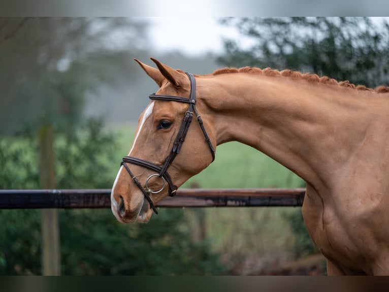 Zangersheide Caballo castrado 4 años 171 cm  in GROTE-BROGEL