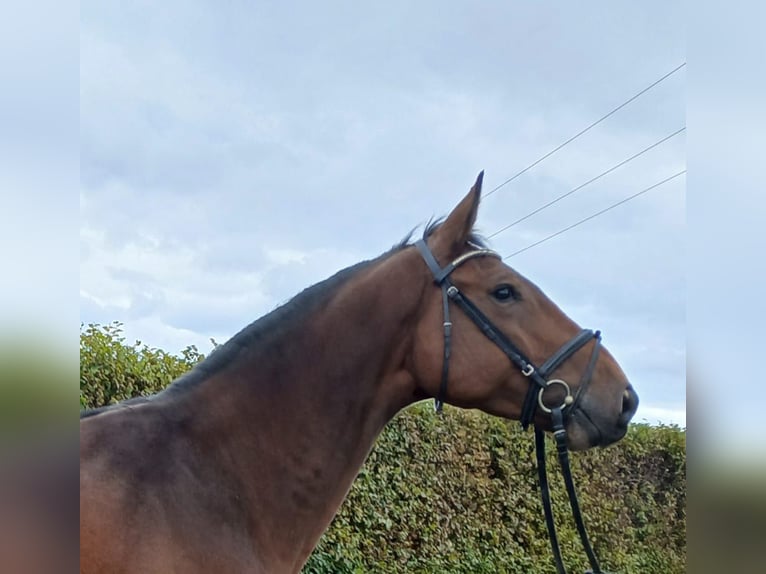 Zangersheide Caballo castrado 4 años 171 cm Castaño in Mörsbach