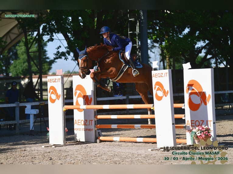 Zangersheide Caballo castrado 4 años 172 cm Alazán in San Felice Del Benaco