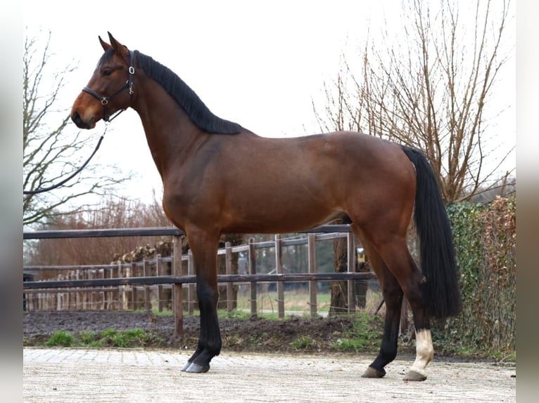 Zangersheide Caballo castrado 4 años 172 cm Castaño in Brecht