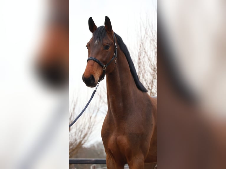 Zangersheide Caballo castrado 4 años 172 cm Castaño in Brecht