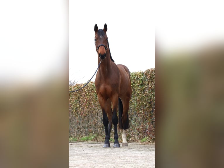 Zangersheide Caballo castrado 4 años 172 cm Castaño in Brecht