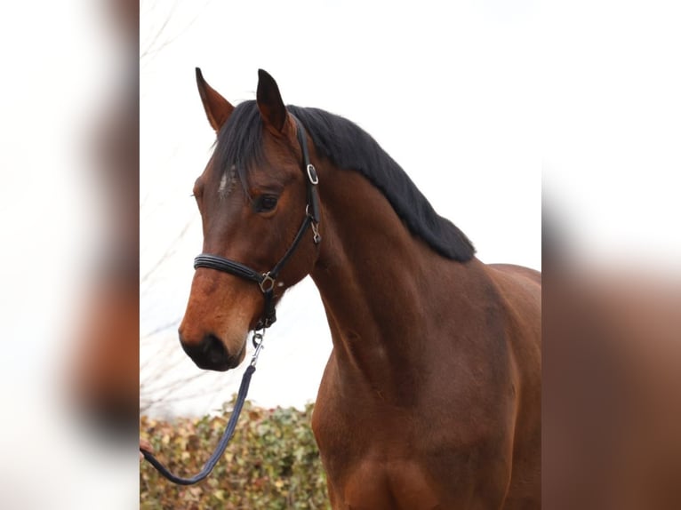 Zangersheide Caballo castrado 4 años 172 cm Castaño in Brecht