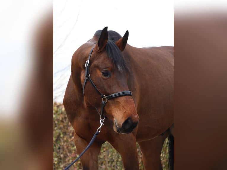 Zangersheide Caballo castrado 4 años 172 cm Castaño in Brecht