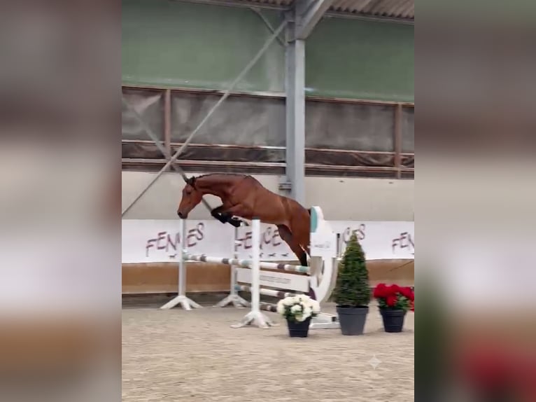Zangersheide Caballo castrado 4 años 172 cm Castaño rojizo in Orchies