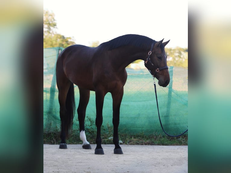 Zangersheide Caballo castrado 4 años 172 cm Castaño rojizo in Snina