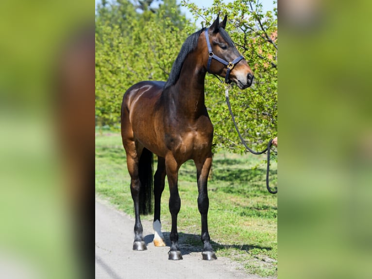 Zangersheide Caballo castrado 4 años 172 cm Castaño rojizo in Snina