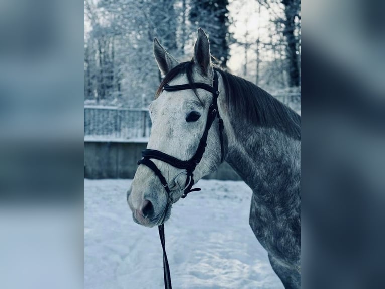 Zangersheide Caballo castrado 4 años 172 cm Tordo rodado in Sankt Katharinen