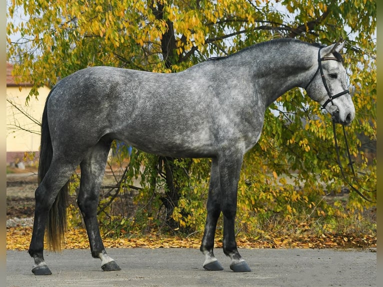 Zangersheide Caballo castrado 4 años 172 cm Tordo rodado in Csabacsűd