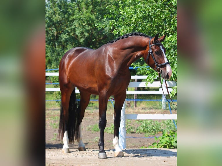 Zangersheide Caballo castrado 4 años 173 cm Castaño in Békéscsaba