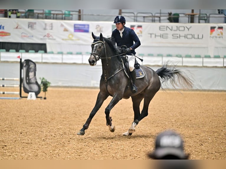 Zangersheide Caballo castrado 4 años 173 cm Tordo in Gerstetten