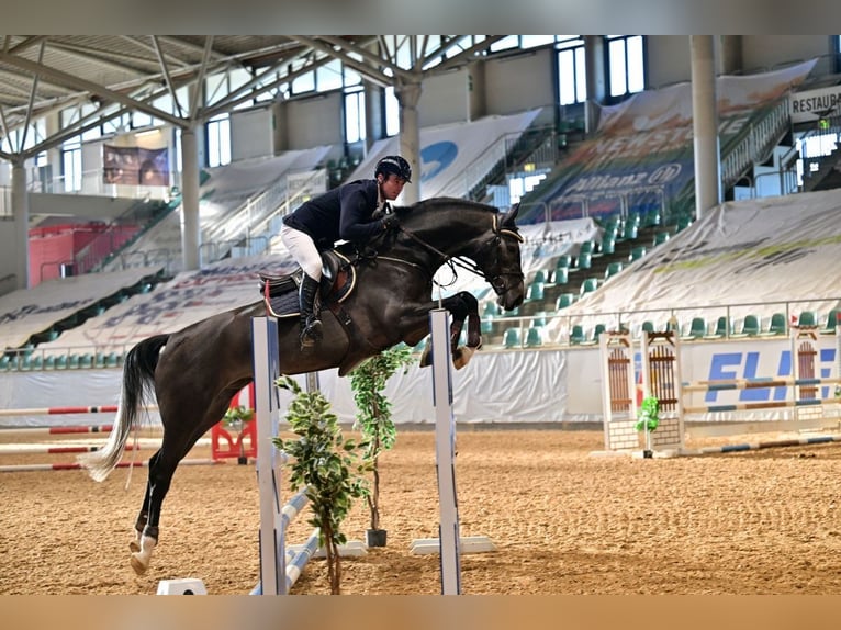 Zangersheide Caballo castrado 4 años 173 cm Tordo in Gerstetten