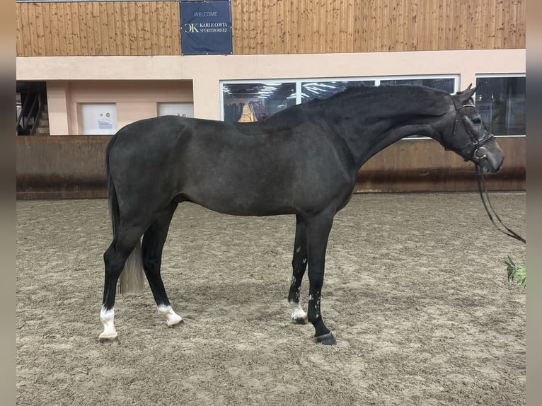 Zangersheide Caballo castrado 4 años 173 cm Tordo in Gerstetten