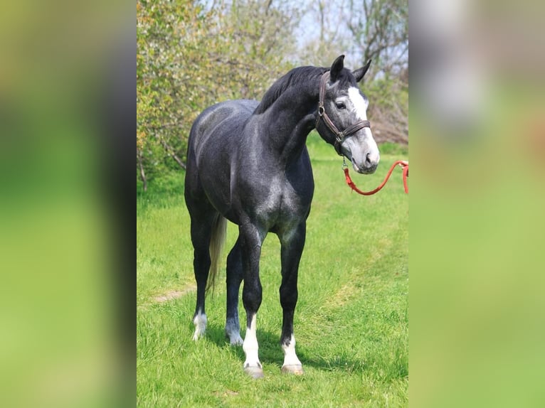 Zangersheide Caballo castrado 4 años 173 cm Tordo in Walldorflldorf