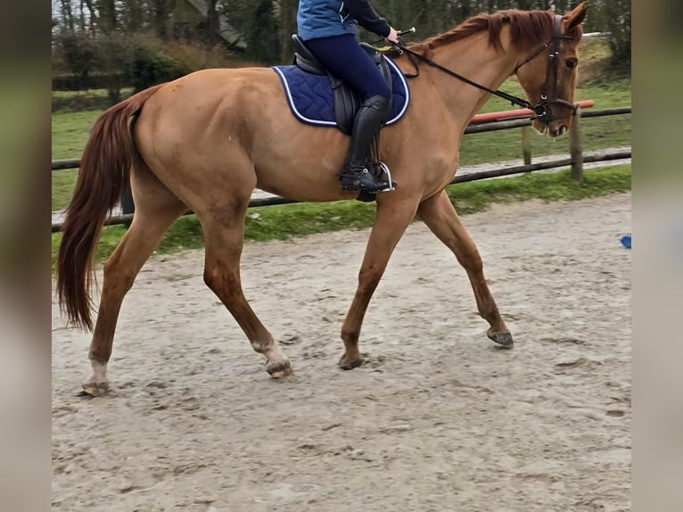 Zangersheide Caballo castrado 4 años 174 cm Alazán in Leers