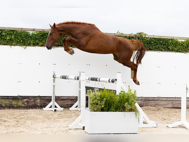 Zangersheide Caballo castrado 4 años 174 cm Alazán in Lochem Zangersheide Caballo castrado 4 años 174 cm Alazán in Lochem