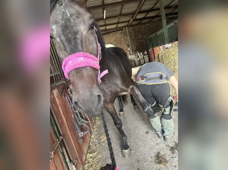 Zangersheide Caballo castrado 4 años 175 cm Morcillo in Góra