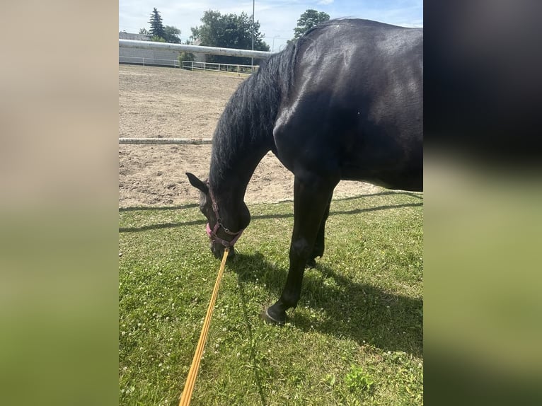 Zangersheide Caballo castrado 4 años 175 cm Morcillo in Góra