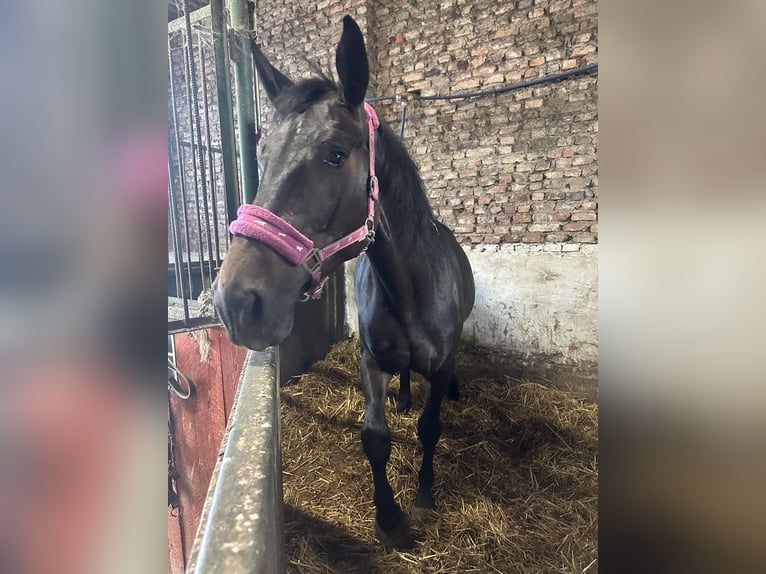 Zangersheide Caballo castrado 4 años 175 cm Morcillo in Góra